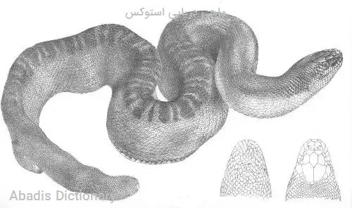 ماهی دریایی استوکس